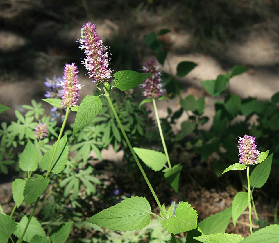 Agastache urticifolia (nettle-leaf giant hyssop)