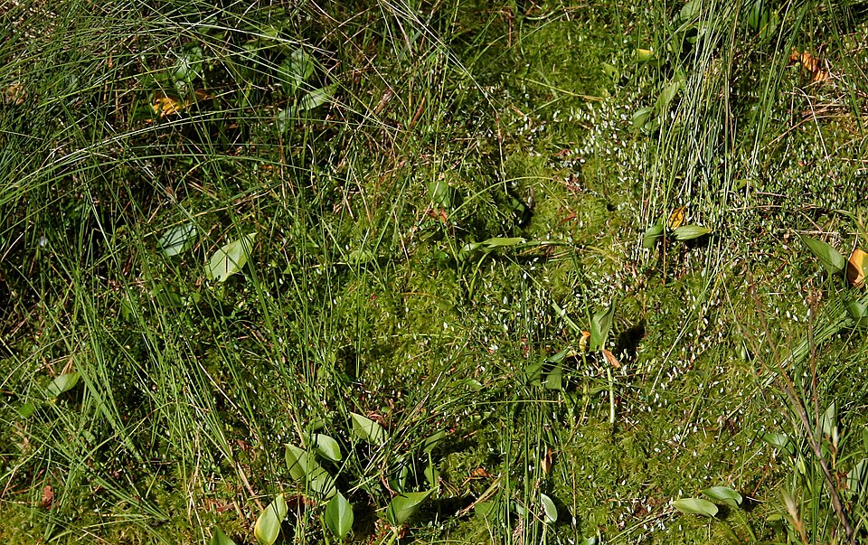 Vaccinium oxycoccos (bog cranberry)
