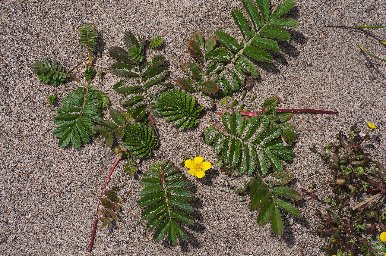Argentina egedii (Pacific Silverweed)