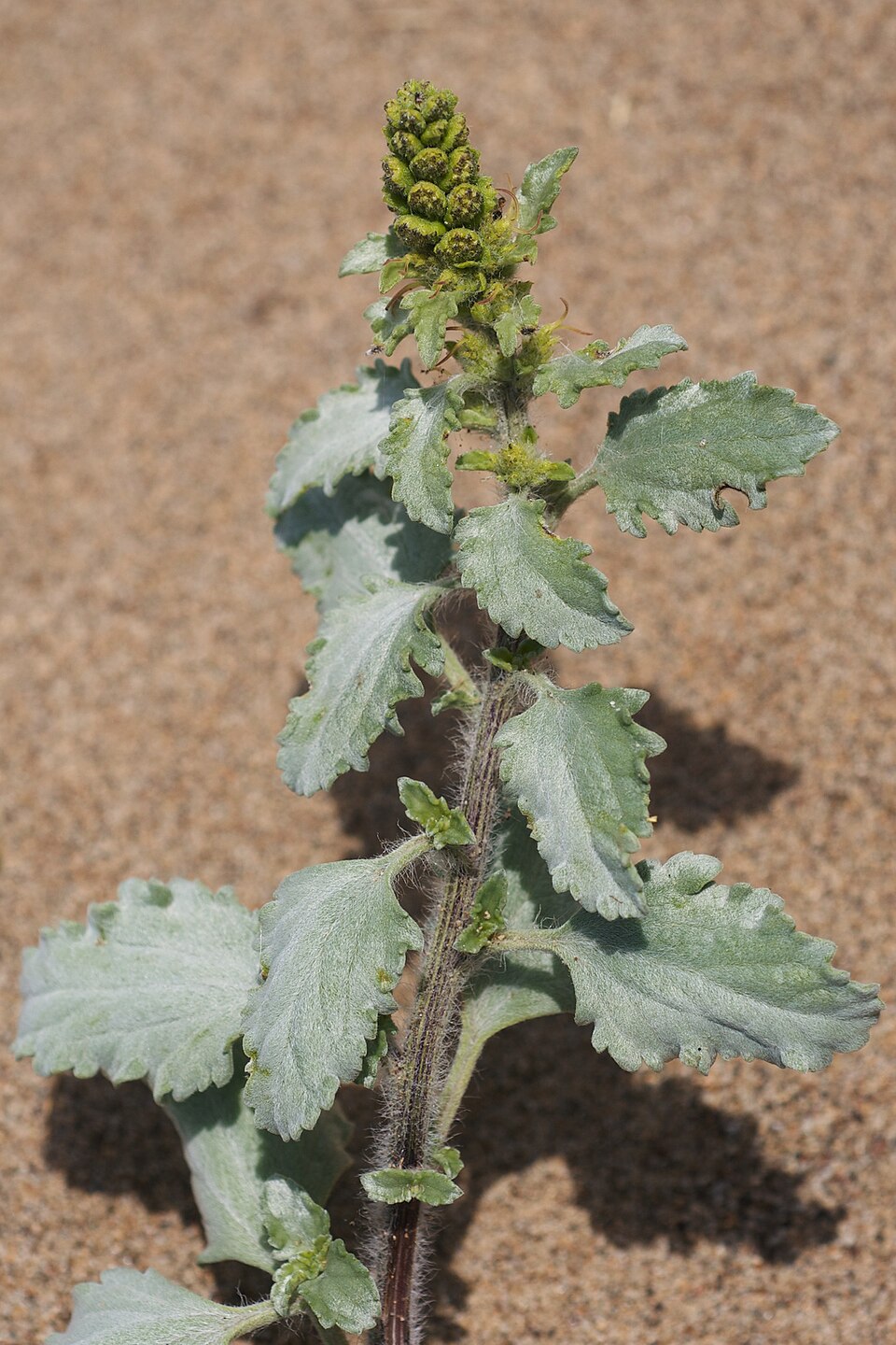 Ambrosia chamissonis (silver beachweed) (alternate view 8)