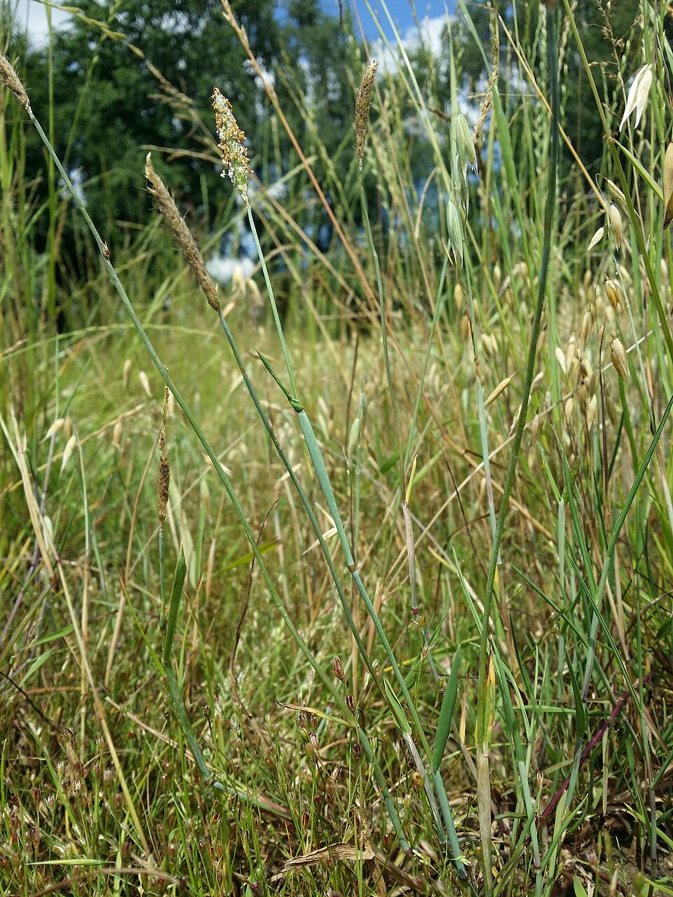 Alopecurus geniculatus (Marsh foxtail)