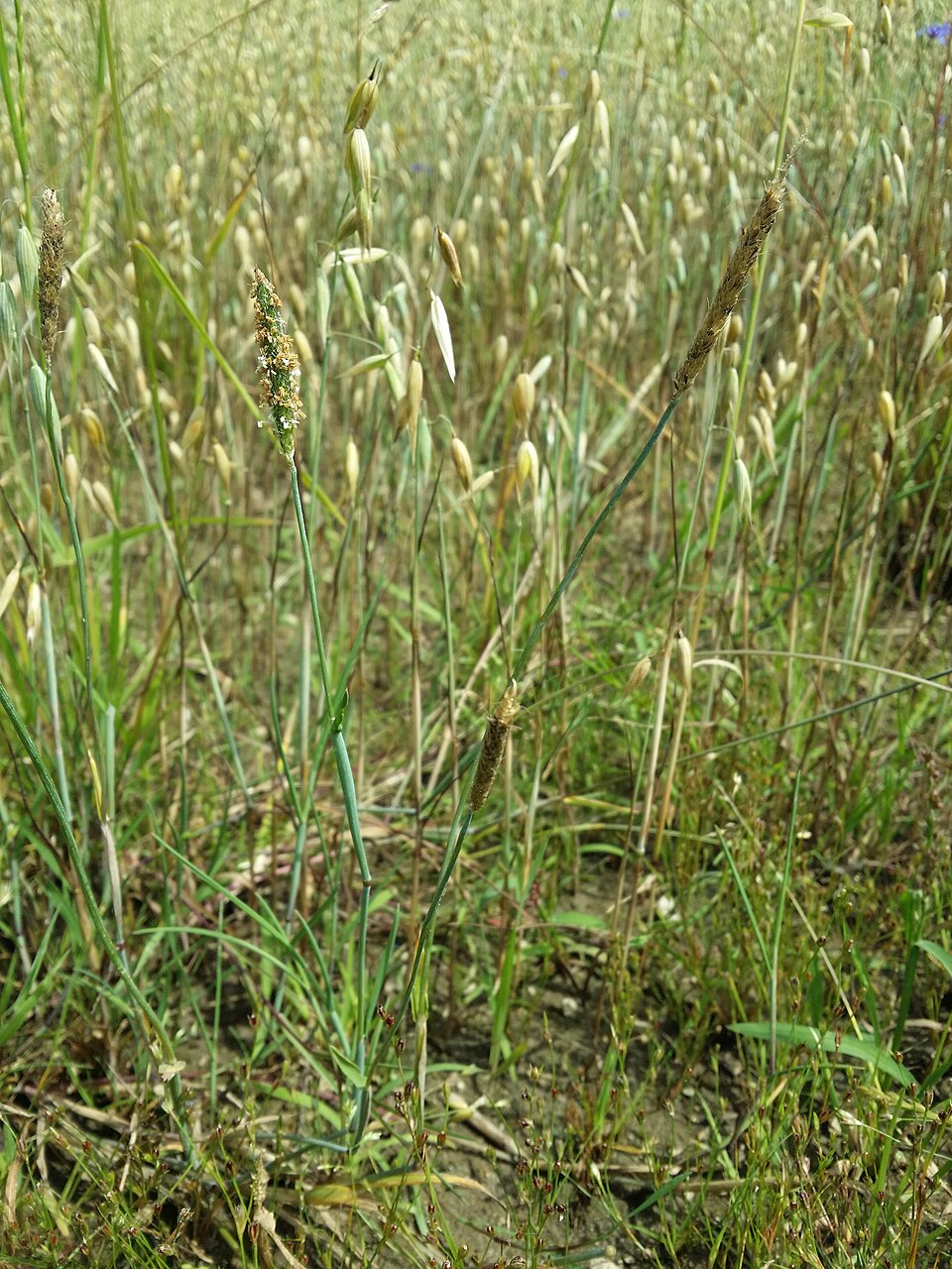 Alopecurus geniculatus (Marsh foxtail)
