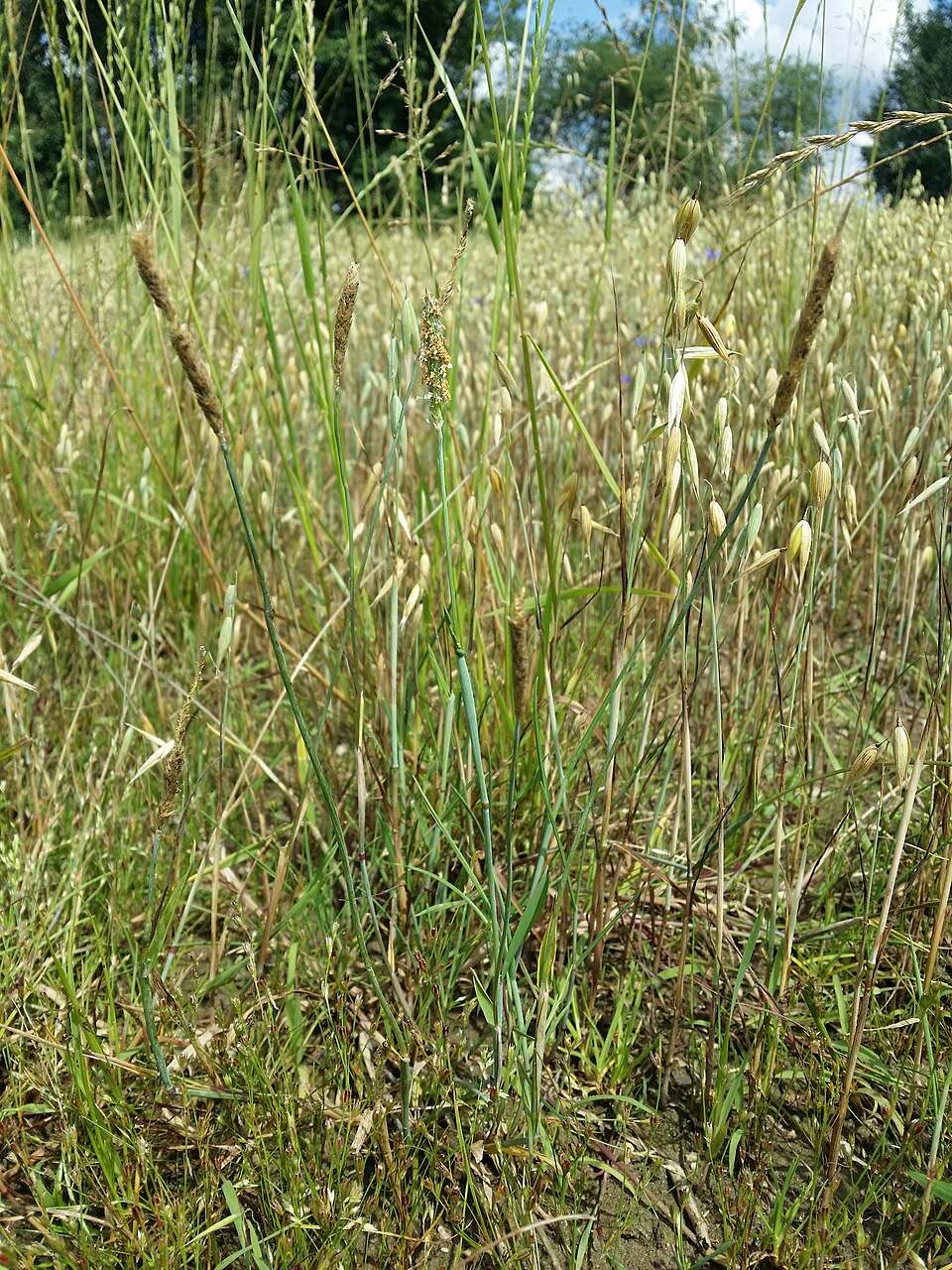 Alopecurus geniculatus (Marsh foxtail)