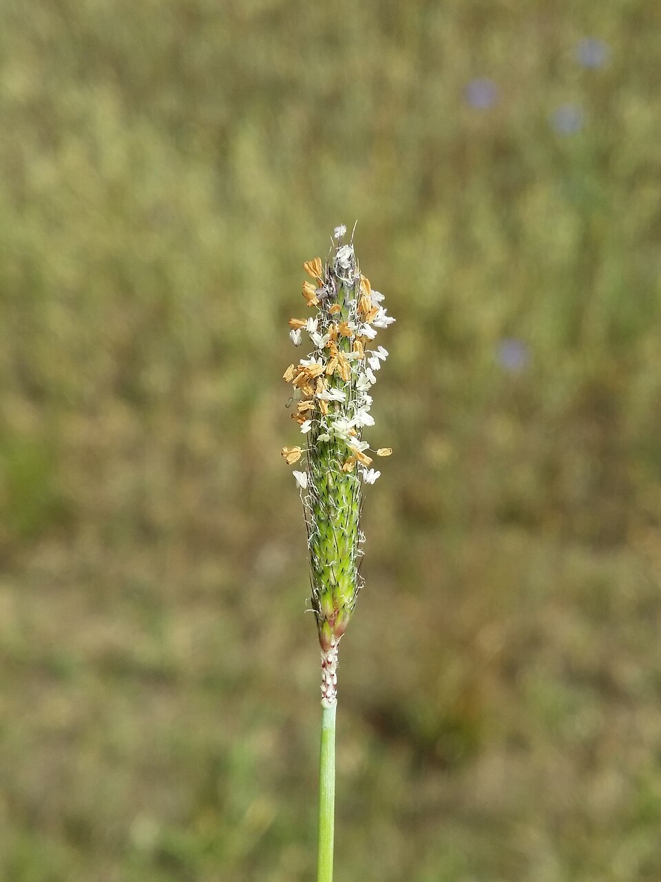 Alopecurus geniculatus (Marsh foxtail)