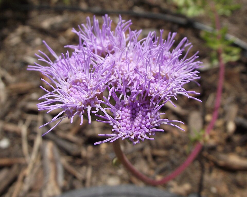 Conoclinium dissectum (Palmleaf Mistflower)