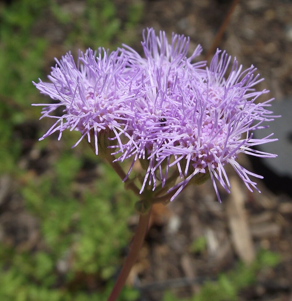 Conoclinium dissectum (Palmleaf Mistflower) (alternate view 2)