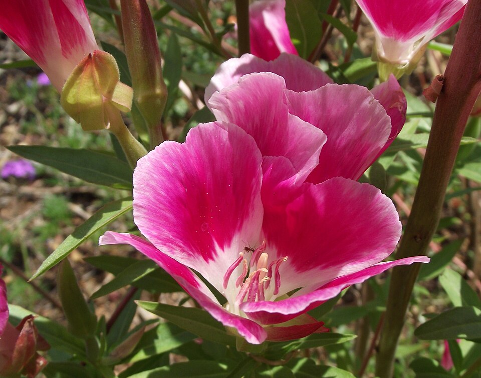 Clarkia amoena (Farewell-To-Spring) (alternate view 7)