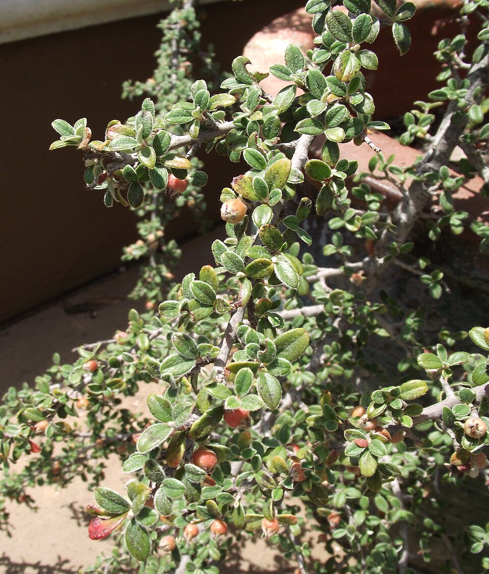 Cotoneaster glaucophyllus (Bright bead cotoneaster) (alternate view 6)