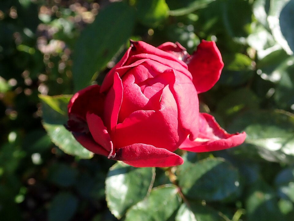 Rosa 'Tiamo' (Tiamo Rose)