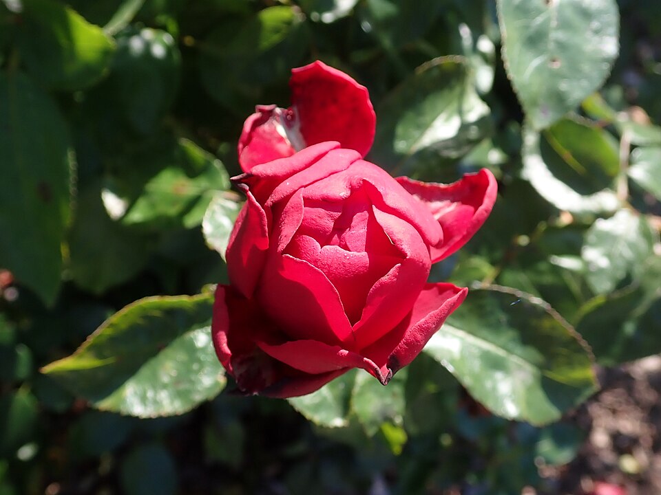 Rosa 'Tiamo' (Tiamo Rose) (alternate view 2)