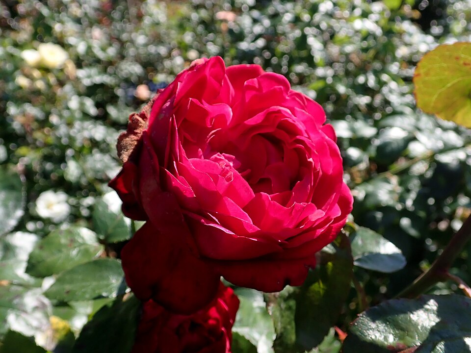 Rosa 'Tiamo' (Tiamo Rose) (alternate view 3)