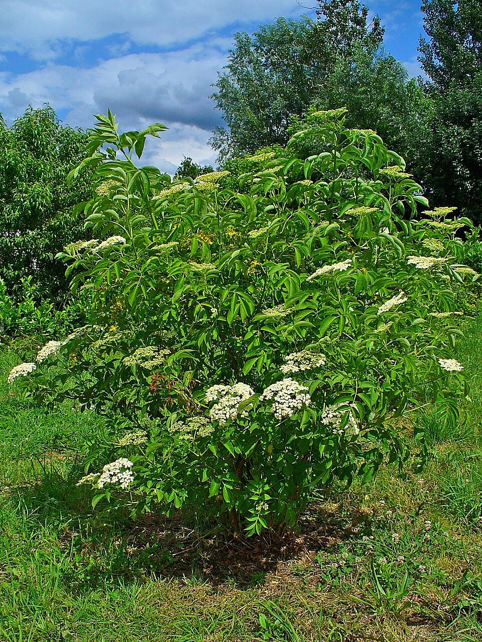Sambucus canadensis (American black elderberry)