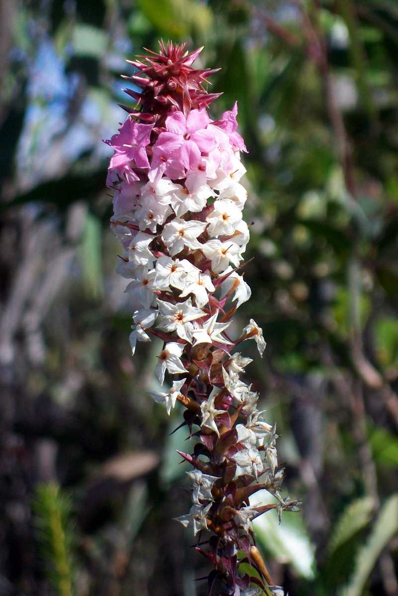Woollsia pungens (Snow Wreath) (alternate view 6)