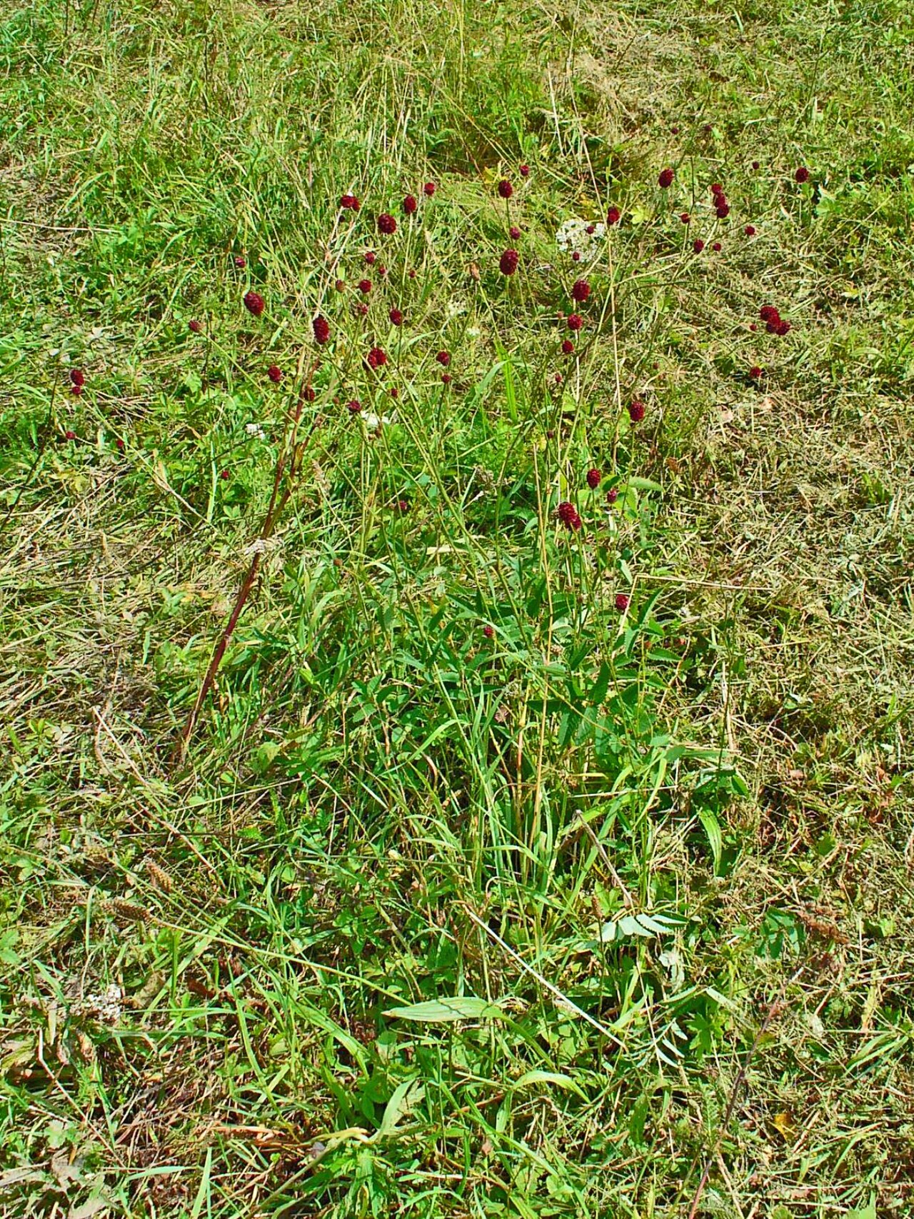 Sanguisorba officinalis, Great burnet — clumping deciduous (Rosaceae) (image 3 of 10)