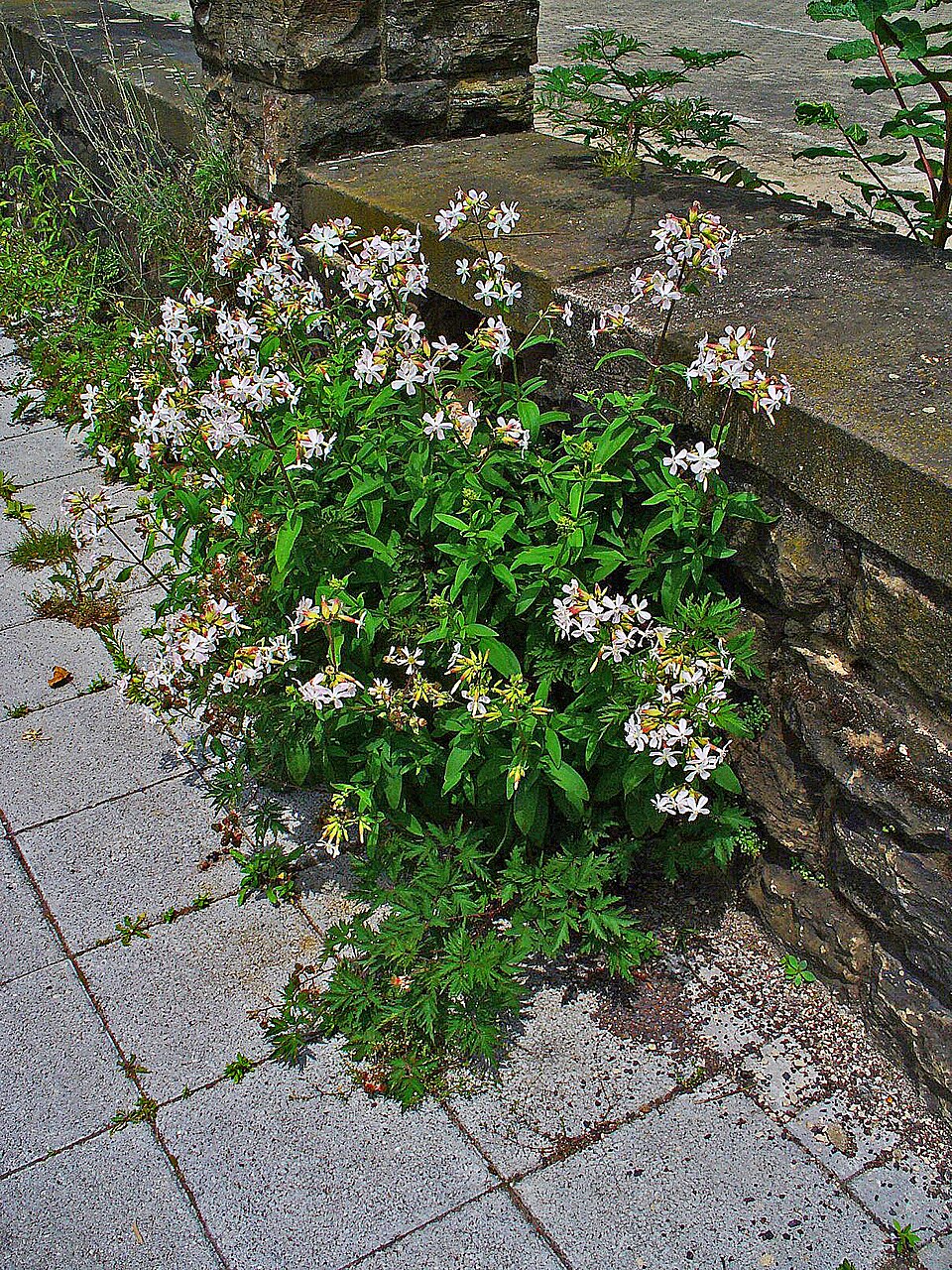 Saponaria officinalis (common soapwort)