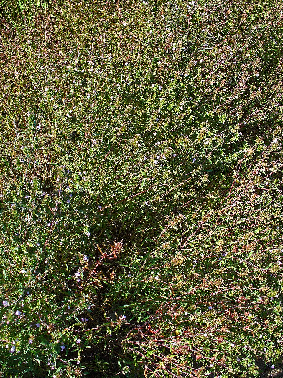 Satureja hortensis (Summer Savory) (alternate view 8)