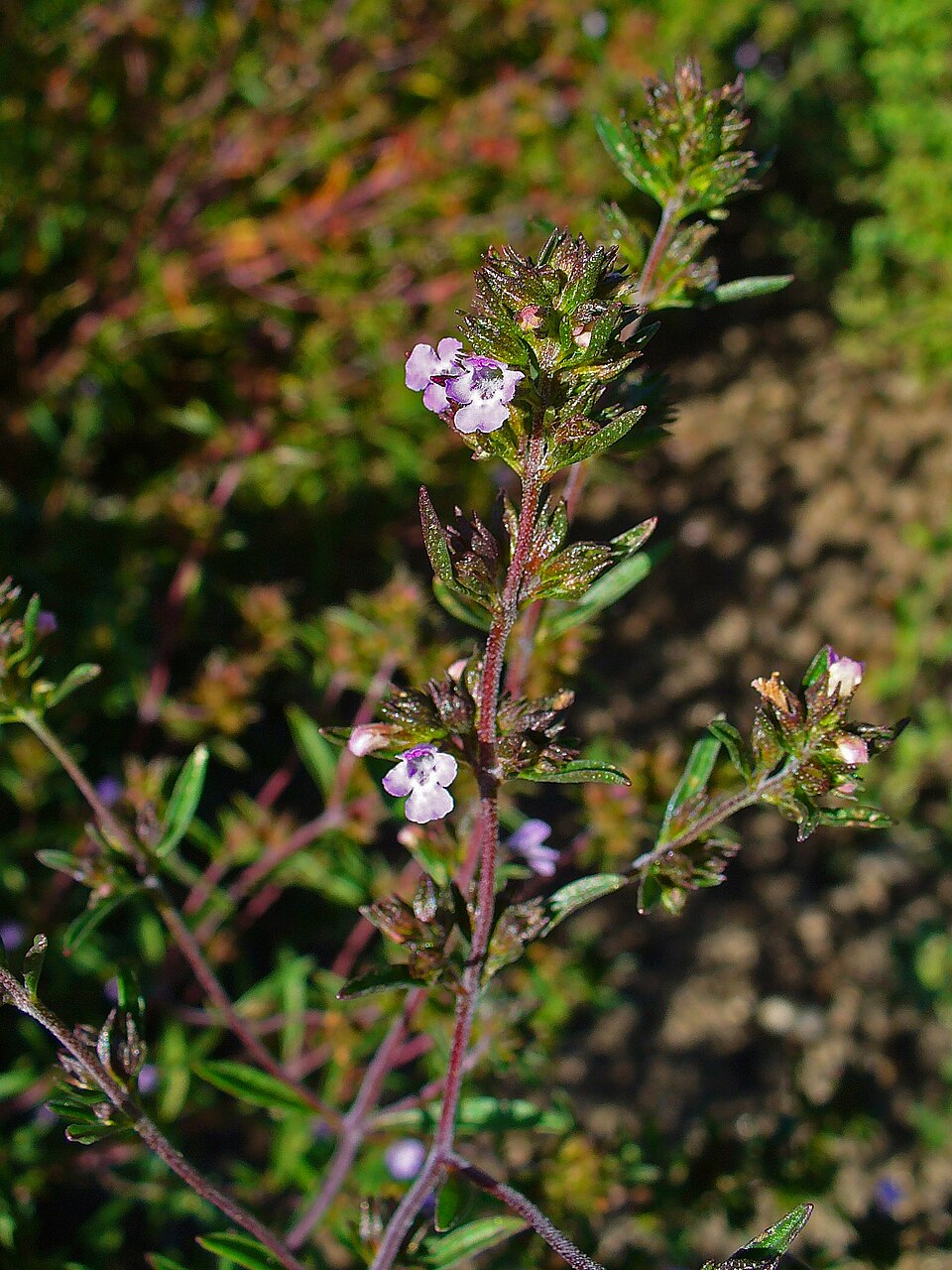 Satureja hortensis (Summer Savory) (alternate view 9)