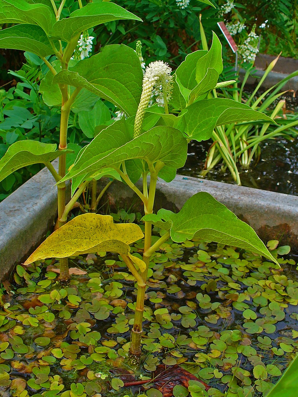 Saururus cernuus (Lizard's Tail) (alternate view 6)