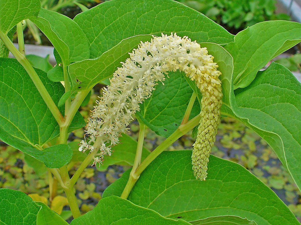 Saururus cernuus (Lizard's Tail) (alternate view 7)