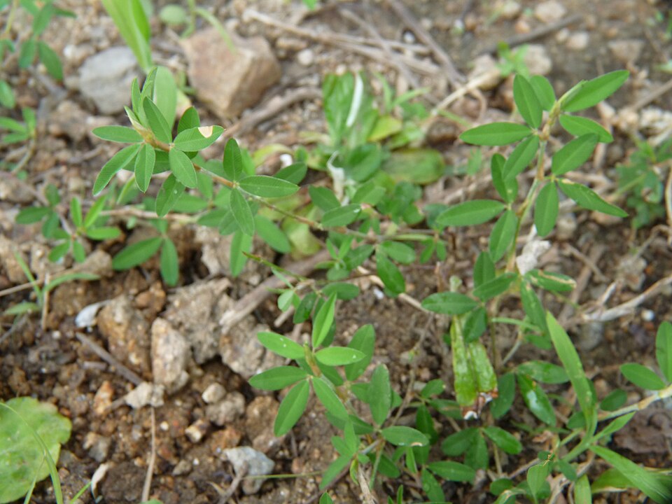 Kummerowia striata (Japanese Clover) (alternate view 6)