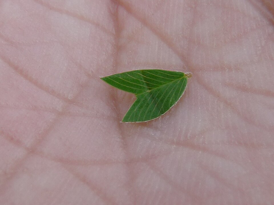 Kummerowia striata (Japanese Clover) (alternate view 7)