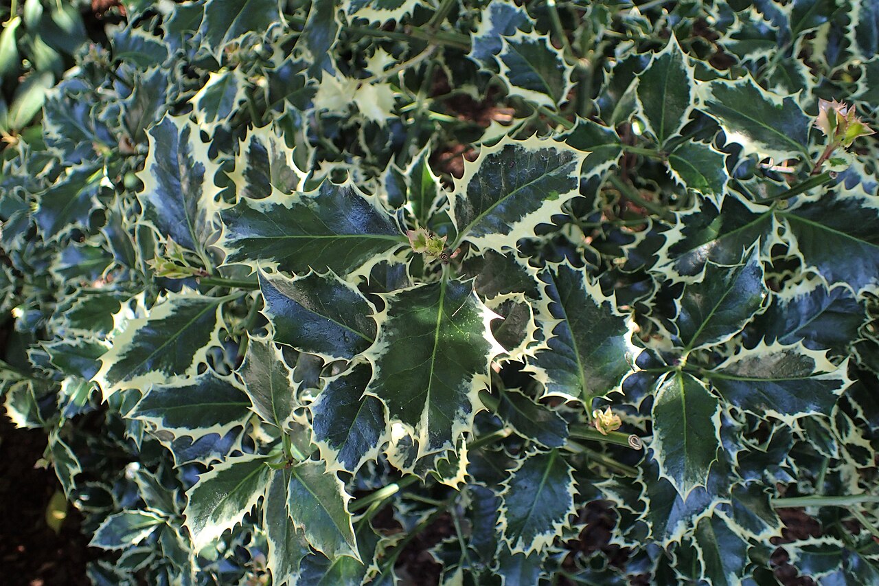Ilex aquifolium 'Silver Queen', Variegated English holly — upright evergreen (Aquifoliaceae) (image 4 of 4)