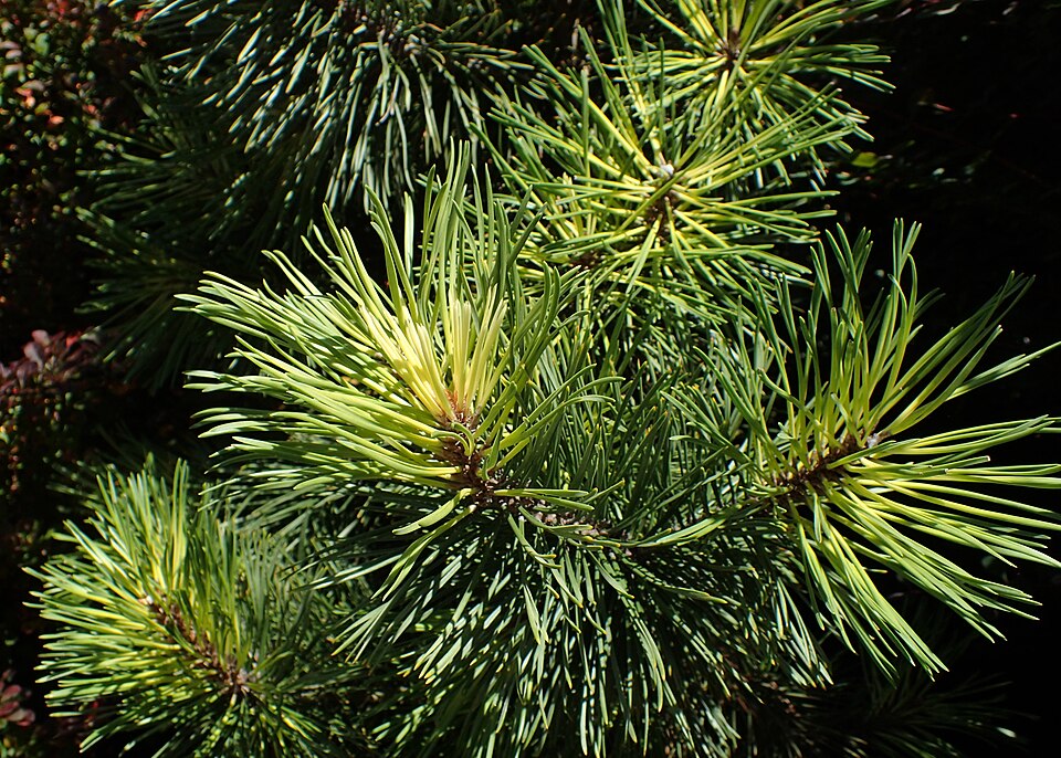 Pinus contorta 'Taylor's Sunburst' (Taylor's Sunburst Lodgepole Pine)