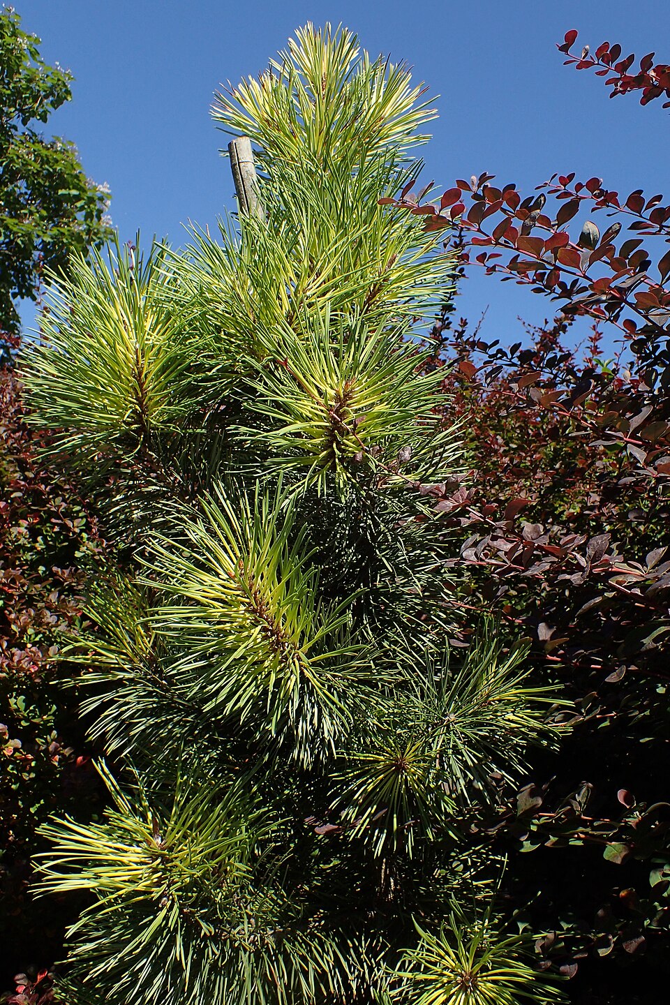 Pinus contorta 'Taylor's Sunburst' (Taylor's Sunburst Lodgepole Pine) (alternate view 2)