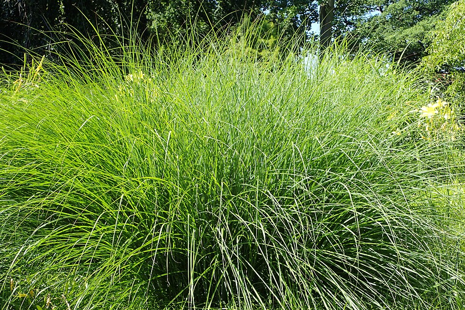 Miscanthus sinensis 'Gracillimus' (Gracillimus Maiden Grass) (alternate view 4)
