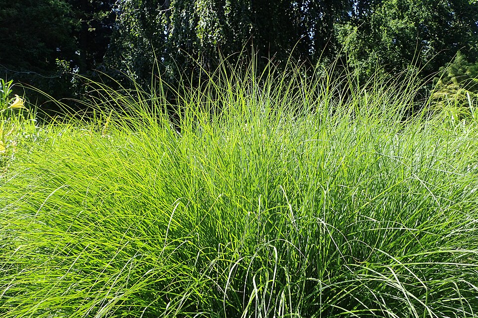 Miscanthus sinensis 'Gracillimus' (Gracillimus Maiden Grass) (alternate view 5)