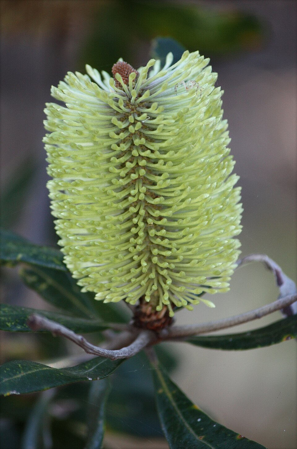 Banksia oblongifolia (Rusty Banksia) (alternate view 9)