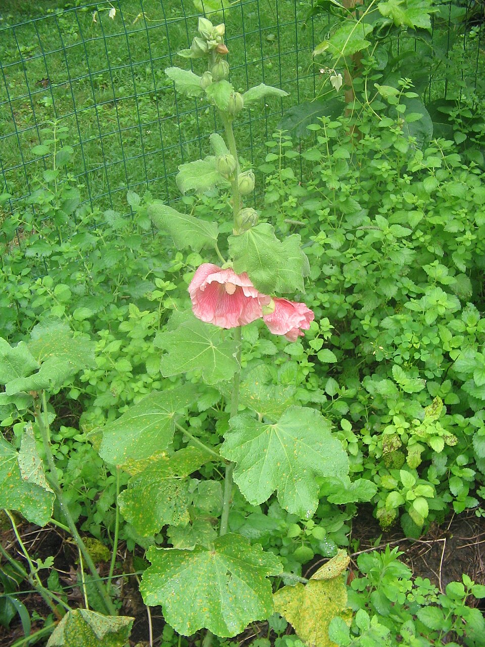Alcea (hollyhocks) (alternate view 7)