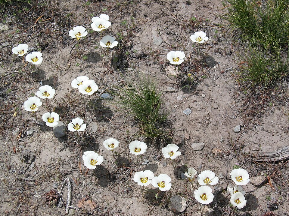 Calochortus leichtlinii (Leichtlin's Mariposa Lily) (alternate view 9)