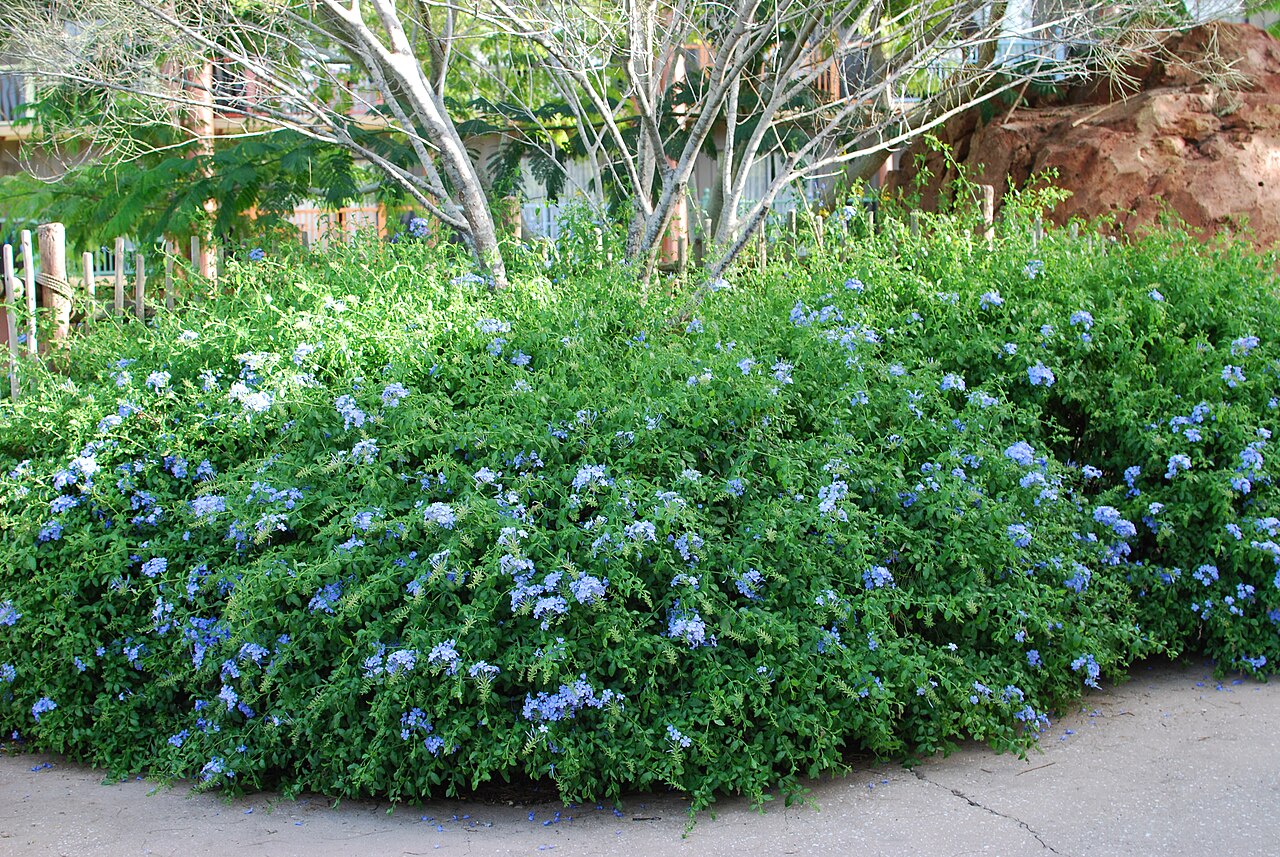 Plumbago auriculata, Cape plumbago — spreading evergreen (Plumbaginaceae) (image 6 of 10)
