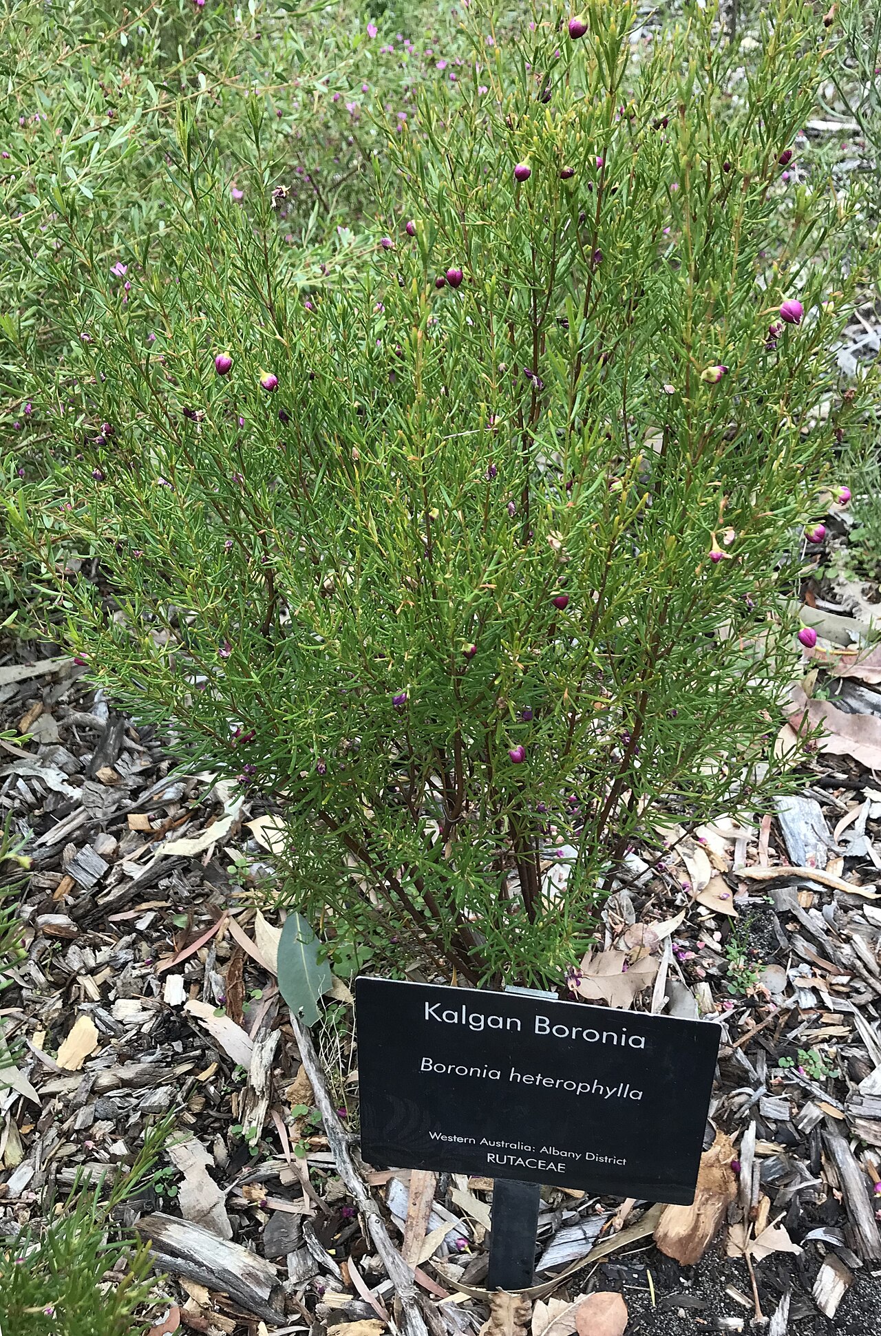 Boronia heterophylla, Red boronia — upright evergreen (Rutaceae) (image 5 of 10)