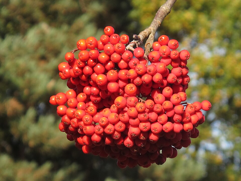 Sorbus (Rowans and Mountain Ashes) (alternate view 9)