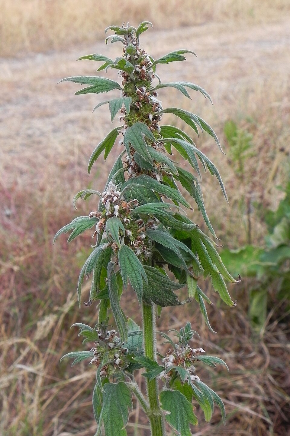 Leonurus cardiaca (common motherwort)