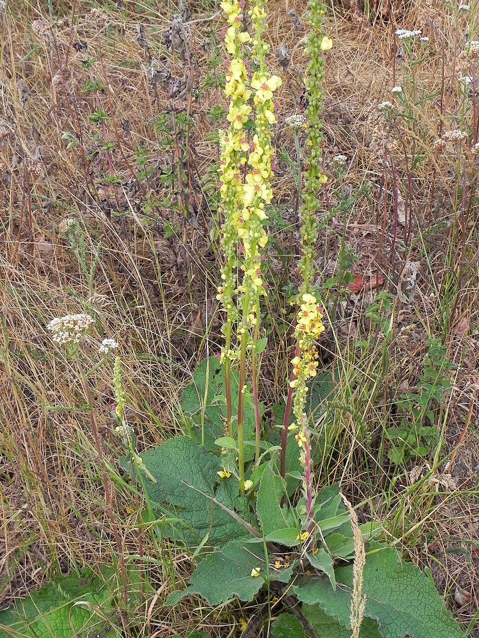 Verbascum nigrum (Dark Mullein)