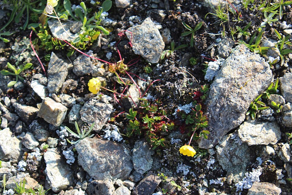 Potentilla gelida (silvery cinquefoil) (alternate view 6)