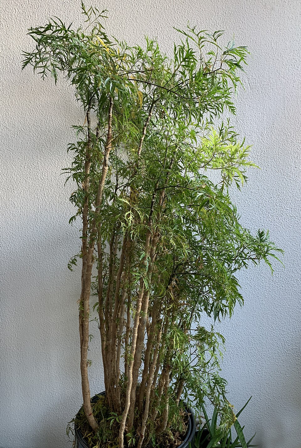 Polyscias (alternate view 3)