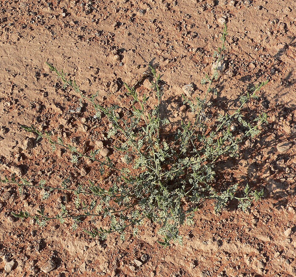Ambrosia acanthicarpa (Flatspine Bursage) (alternate view 6)