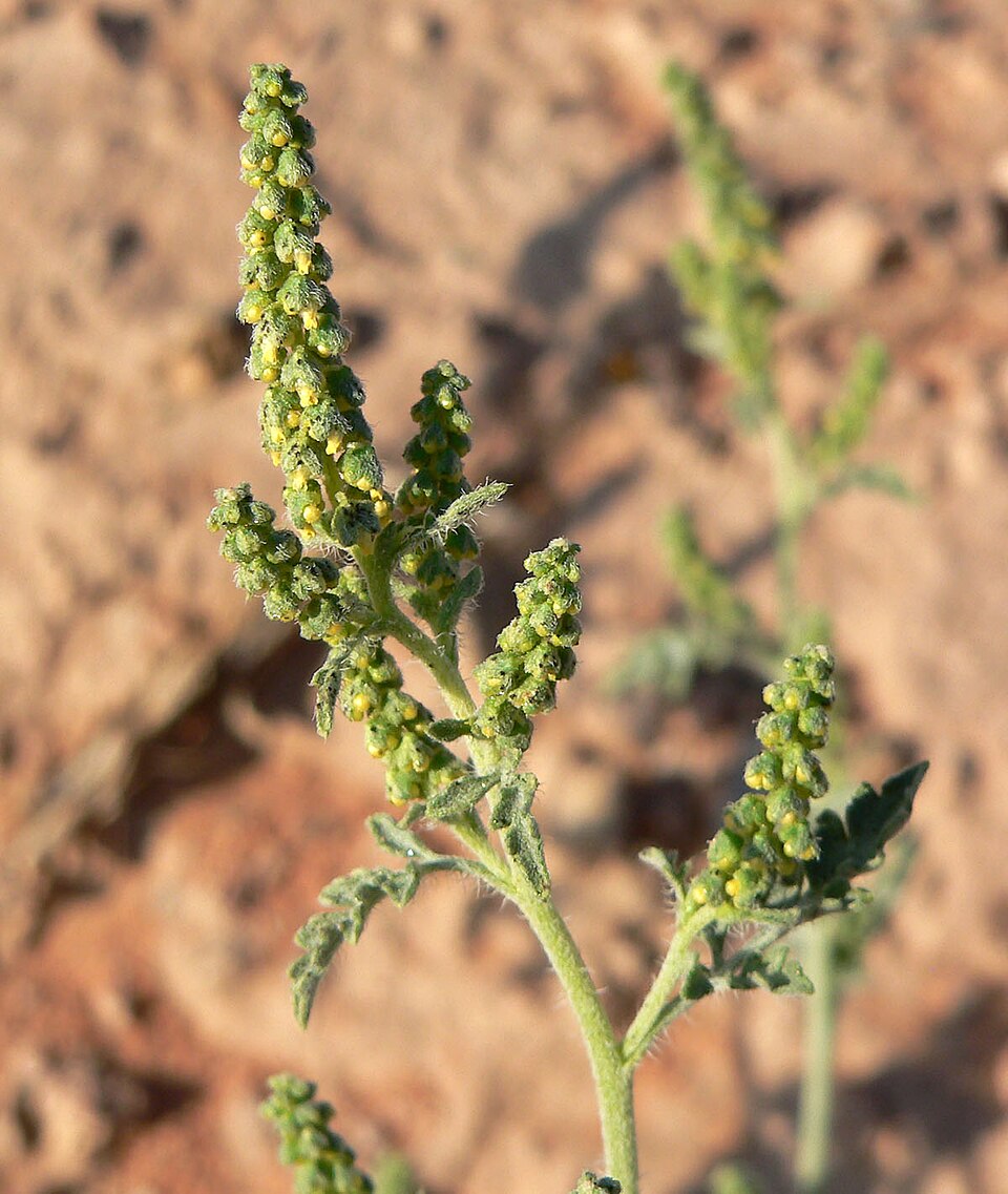 Ambrosia acanthicarpa (Flatspine Bursage) (alternate view 7)