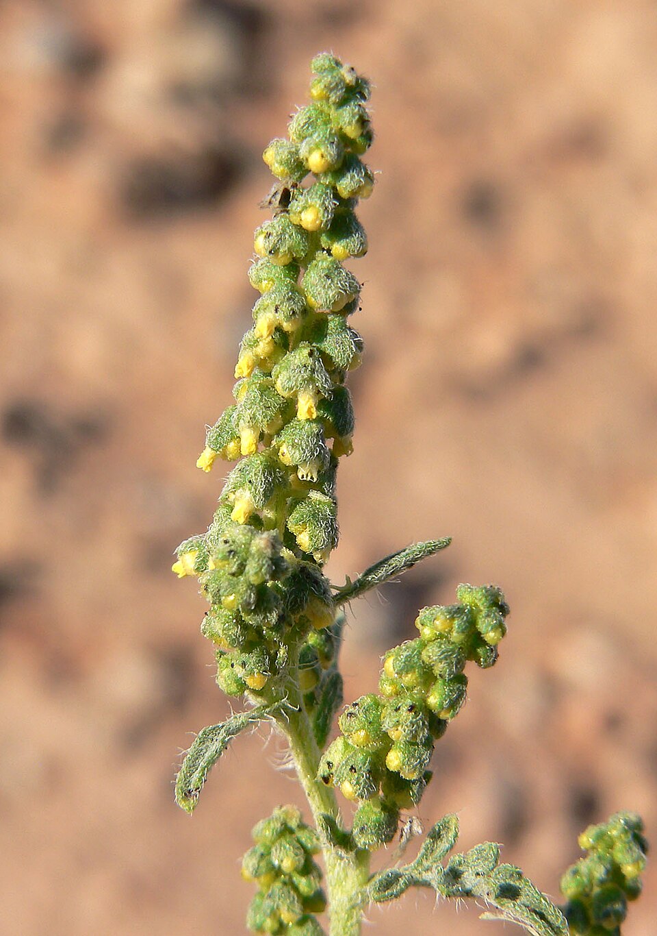 Ambrosia acanthicarpa (Flatspine Bursage) (alternate view 8)