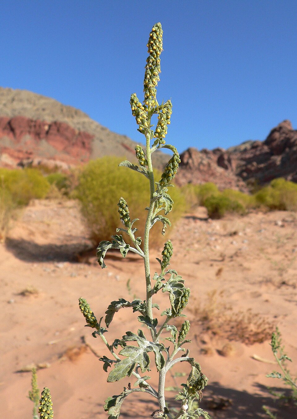 Ambrosia acanthicarpa (Flatspine Bursage) (alternate view 9)
