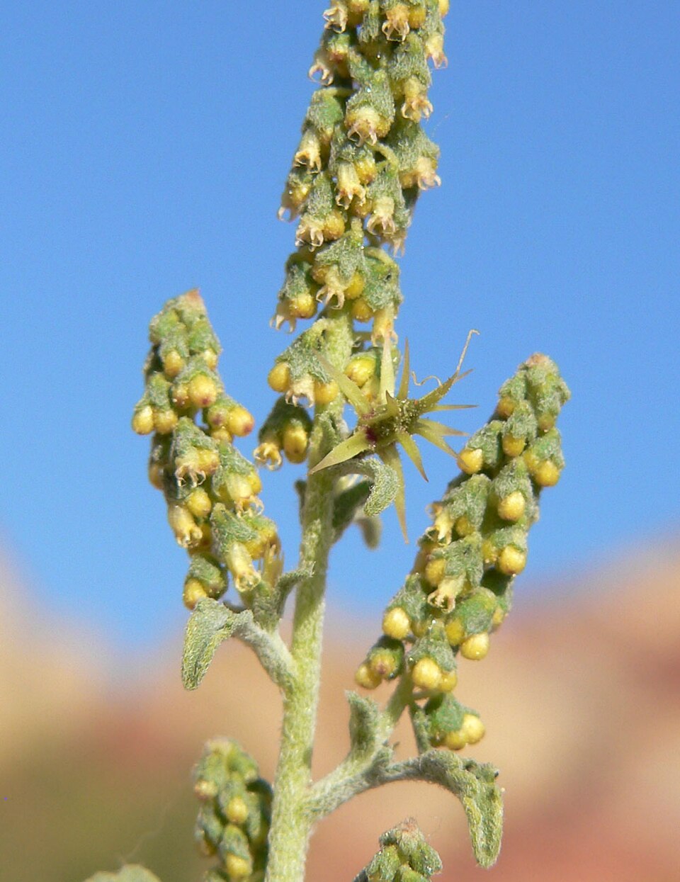 Ambrosia acanthicarpa (Flatspine Bursage) (alternate view 10)