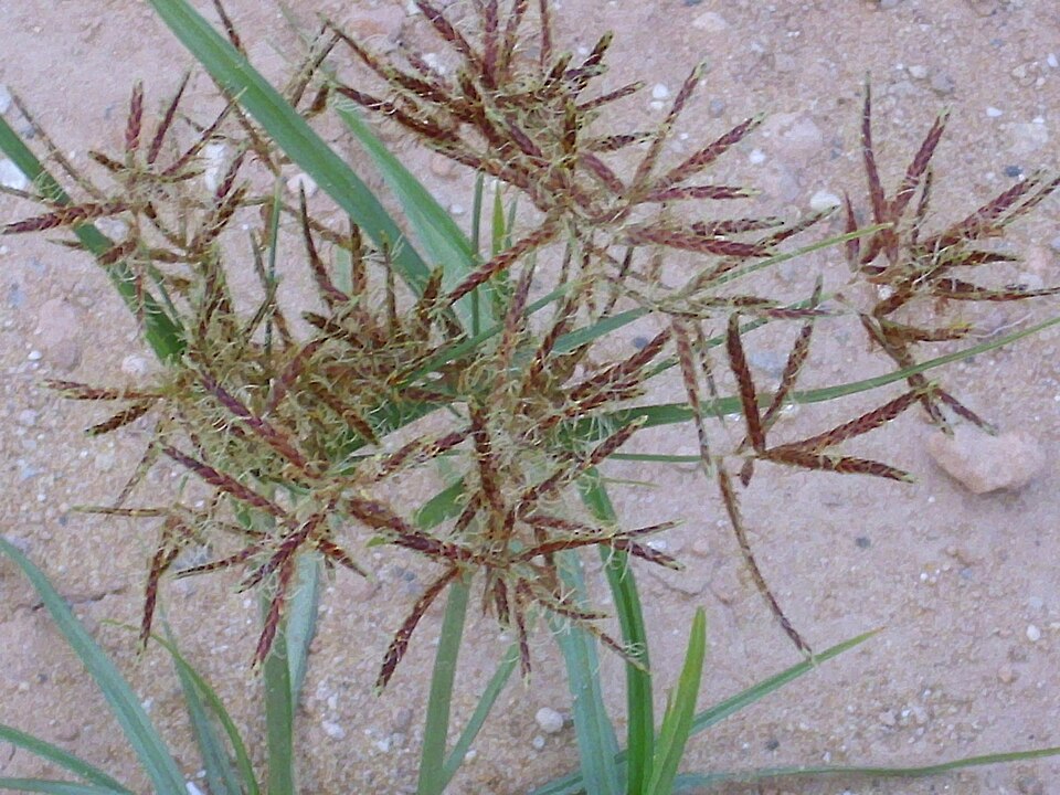 Cyperus rotundus (Purple Nutsedge) (alternate view 9)