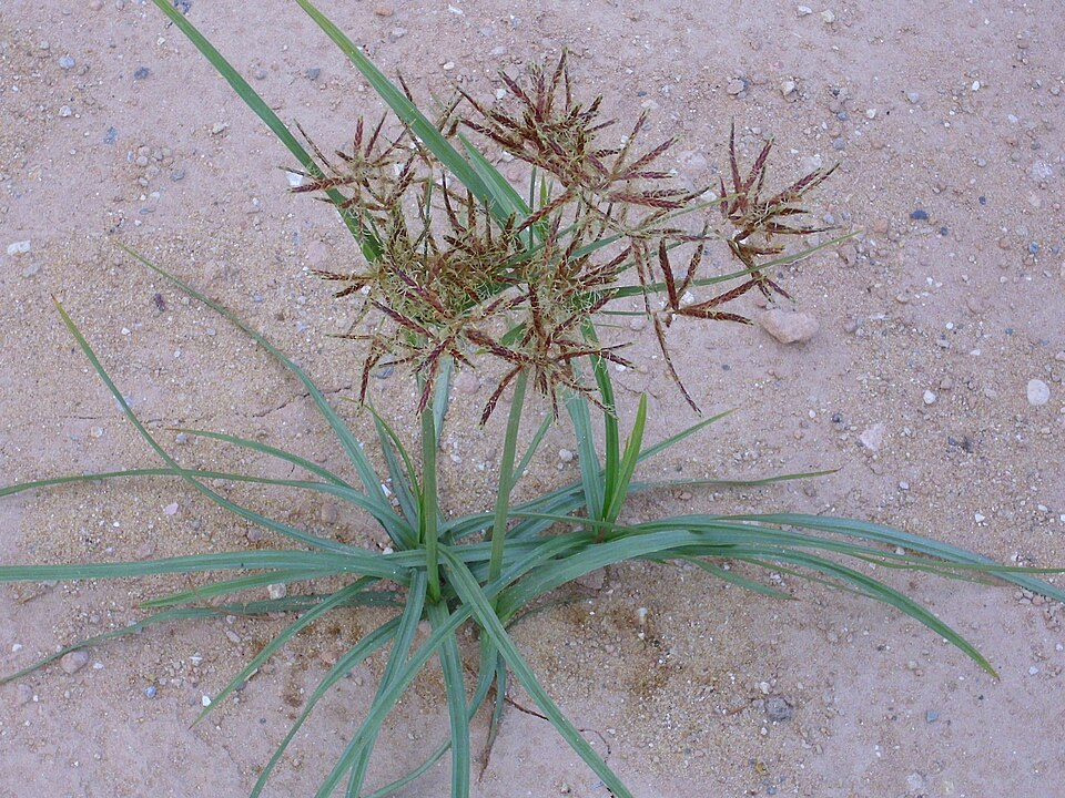 Cyperus rotundus (Purple Nutsedge) (alternate view 10)