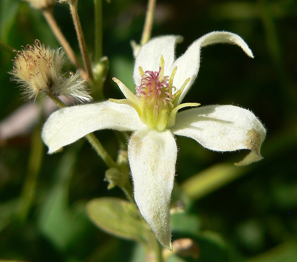 Clematis ligusticifolia (Western White Clematis) (alternate view 9)