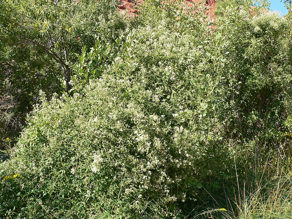 Clematis ligusticifolia (Western White Clematis) (alternate view 10)