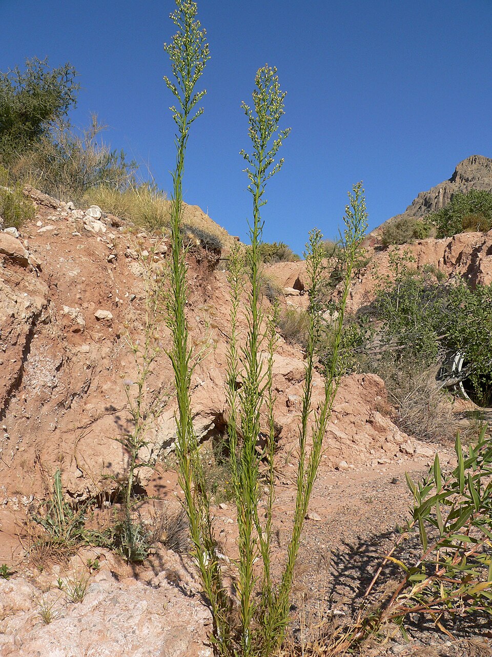 Erigeron canadensis (horseweed)